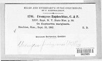 Uromyces euphorbiae image